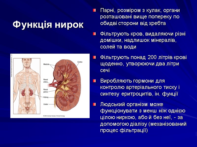 Функція нирок Парні, розміром з кулак, органи розташовані вище попереку по обидві сторони від